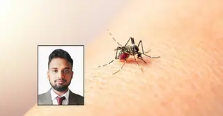 ডেঙ্গু থামেনি, এবার কিউলেক্সের হানা: নগরজীবনে নতুন ঝুঁকি